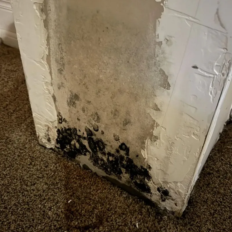 Professional Mold Removal in Wagoner County, OK